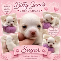 Sugar, a female Chihuahua for sale in Manchester, NH – 1 of 4