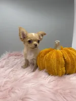 Toffee, a male Chihuahua for sale in Manchester, NH – 1 of 4