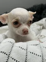 Sugar, a female Chihuahua for sale in Manchester, NH – 4 of 4