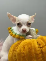 Sugar, a female Chihuahua for sale in Manchester, NH – 2 of 4