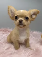 Toffee, a male Chihuahua for sale in Manchester, NH – 4 of 4