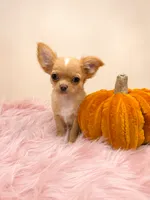 Toffee, a male Chihuahua for sale in Manchester, NH – 2 of 4
