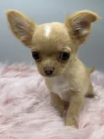Toffee, a male Chihuahua for sale in Manchester, NH – 3 of 4