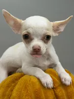 Sugar, a female Chihuahua for sale in Manchester, NH – 3 of 4