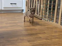 Sandy, a female Miniature Pinscher for sale in Dunnellon, FL – Photo 2 of 5