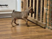 Sandy, a female Miniature Pinscher for sale in Dunnellon, FL – Photo 4 of 5