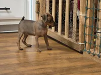 Sandy, a female Miniature Pinscher for sale in Dunnellon, FL – Photo 5 of 5