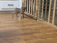 Sandy, a female Miniature Pinscher for sale in Dunnellon, FL – Photo 1 of 5