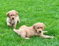 Harry, a male Golden Retriever for sale in Woodstock, CT – Photo 6 of 9