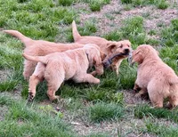 Harry, a male Golden Retriever for sale in Woodstock, CT – Photo 4 of 9