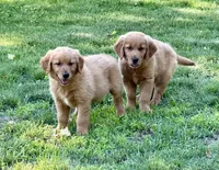 Harry, a male Golden Retriever for sale in Woodstock, CT – 9 of 9