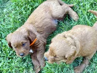 Levi, a male Goldendoodle for sale in Woodstock, CT – 5 of 10