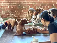 Levi, a male Goldendoodle for sale in Woodstock, CT – 8 of 10