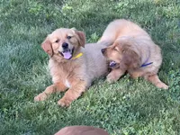 Levi, a male Golden Retriever for sale in Woodstock, CT – 3 of 9