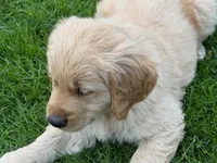 Levi, a male Golden Retriever for sale in Woodstock, CT – Photo 2 of 10