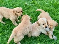 Levi, a male Golden Retriever for sale in Woodstock, CT – Photo 6 of 10