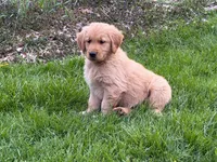 Levi, a male Golden Retriever for sale in Woodstock, CT – Photo 5 of 10
