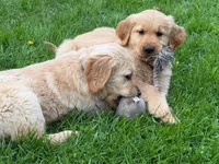 Levi, a male Golden Retriever for sale in Woodstock, CT – Photo 8 of 10