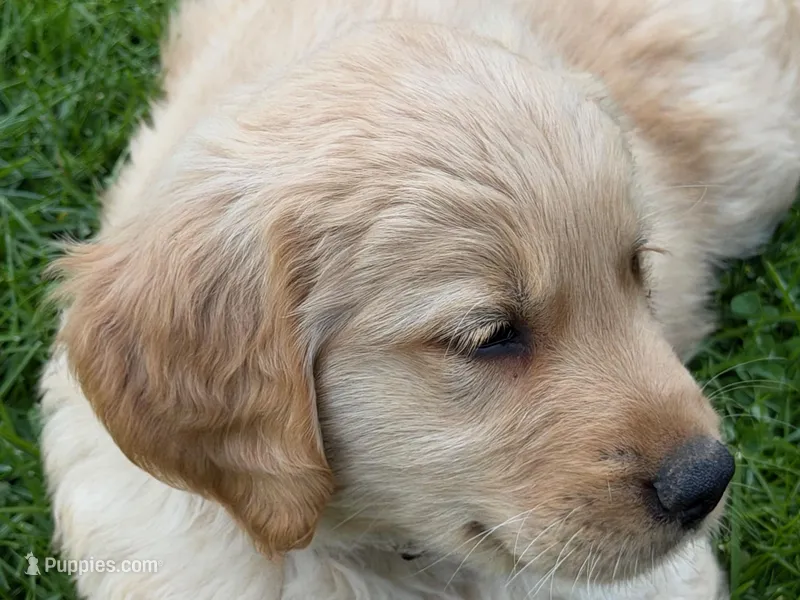 Levi – Golden Retriever puppy for sale in Woodstock, CT