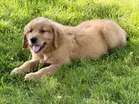 Harry, a male Golden Retriever for sale in Woodstock, CT – 7 of 9