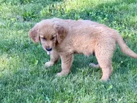 Levi, a male Golden Retriever for sale in Woodstock, CT – 5 of 9