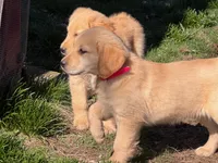 Amber, a female Golden Retriever for sale in Woodstock, CT – Photo 3 of 10