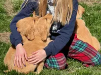 Amber, a female Golden Retriever for sale in Woodstock, CT – Photo 7 of 10