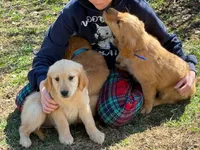 Amber, a female Golden Retriever for sale in Woodstock, CT – Photo 6 of 10