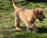 Amber, a female Golden Retriever for sale in Woodstock, CT – Photo 10 of 10