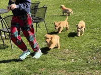 Amber, a female Golden Retriever for sale in Woodstock, CT – Photo 8 of 10