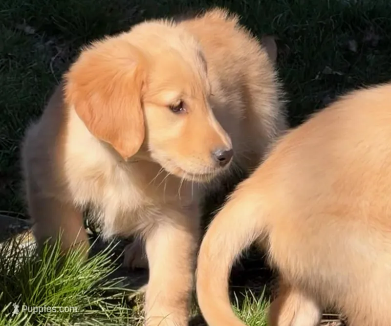 Amber – Golden Retriever puppy for sale in Woodstock, CT