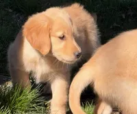 Amber, a female Golden Retriever for sale in Woodstock, CT – Photo 1 of 10
