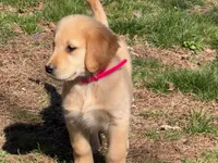 Amber, a female Golden Retriever for sale in Woodstock, CT – Photo 2 of 10