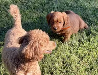 Levi, a male Goldendoodle for sale in Woodstock, CT – 4 of 10