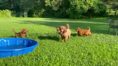 Levi, a male Goldendoodle for sale in Woodstock, CT – 10 of 10