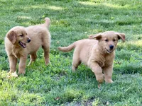 Harry, a male Golden Retriever for sale in Woodstock, CT – 4 of 9