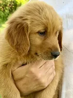 Mason, a male Golden Retriever for sale in Woodstock, CT – 1 of 4