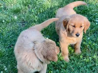 Levi, a male Golden Retriever for sale in Woodstock, CT – 4 of 9