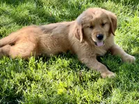 Mason, a male Golden Retriever for sale in Woodstock, CT – 4 of 4