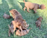 Amber, a female Goldendoodle for sale in Woodstock, CT – 3 of 10