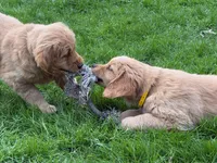 Hunter, a male Golden Retriever for sale in Woodstock, CT – Photo 6 of 8