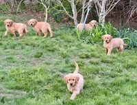 Hunter, a male Golden Retriever for sale in Woodstock, CT – Photo 8 of 8