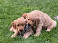 Hunter, a male Golden Retriever for sale in Woodstock, CT – Photo 3 of 8