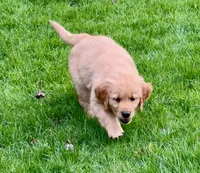 Hunter, a male Golden Retriever for sale in Woodstock, CT – Photo 5 of 8