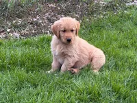 Hunter, a male Golden Retriever for sale in Woodstock, CT – Photo 7 of 8