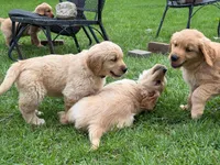 Hunter, a male Golden Retriever for sale in Woodstock, CT – Photo 2 of 8