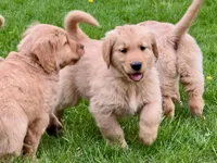 Hunter, a male Golden Retriever for sale in Woodstock, CT – Photo 1 of 8