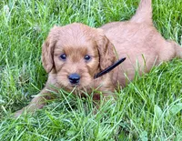 Mason, a male Goldendoodle for sale in Woodstock, CT – 2 of 10