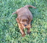Levi, a male Goldendoodle for sale in Woodstock, CT – 3 of 10
