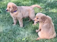 Levi, a male Golden Retriever for sale in Woodstock, CT – 8 of 9